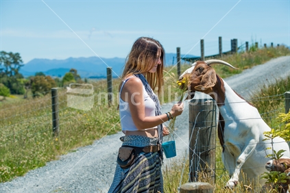 Beautiful young woman feeding boer goat at animal farm in Tasman
