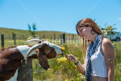 Beautiful young woman feeding boer goat at animal farm in Tasman