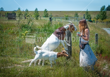 Beautiful young woman interacting with  boer goats at animal farm in Tasman