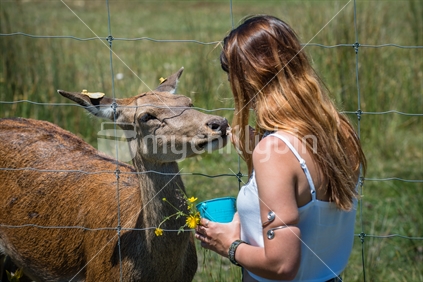 Beautiful young woman feeding red deer at animal farm in Tasman