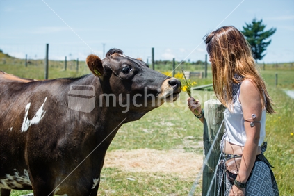 Young woman feeding with Cow at animal Farm in Tasman district