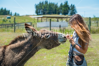 Young woman feeing Donkey at animal farm in Tasman district