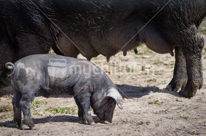 Black piglet with large floopy ears