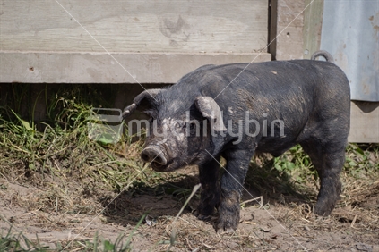 Young black piglet with large floppy ears
