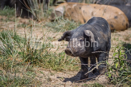 Young black piglet with large floppy ears