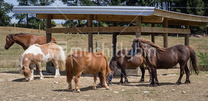 mixed group of miniature horses