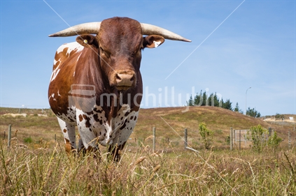 Texus longhorn bull