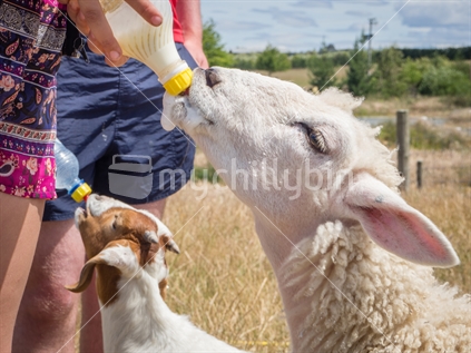 children feeding young animals with bottle
