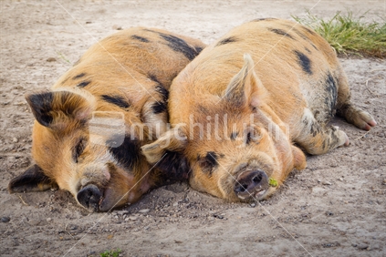 Two young kune kune piglets asleep on dirty