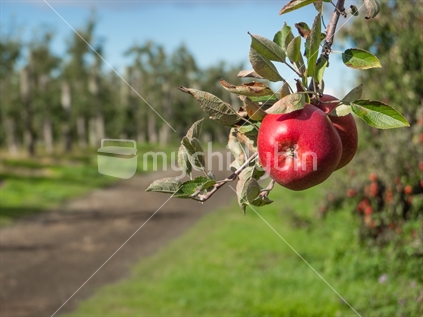 Ripe Braeburn x apple on tree with orchard in backgroud 