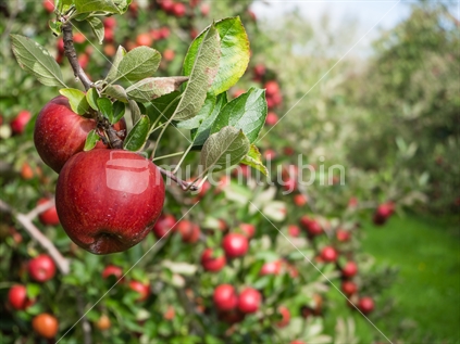 Fresh ripe juicy braeburn cross apples on Tasman Orchard