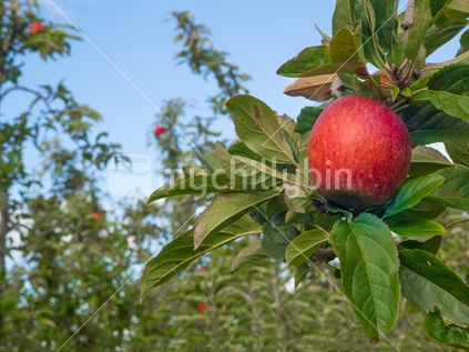Fresh ripe juicy braeburn cross apples on Tasman Orchard