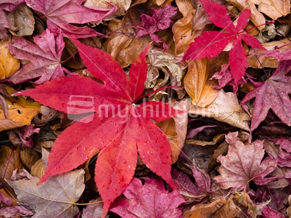 fallen leaves in autumn with spots of rain