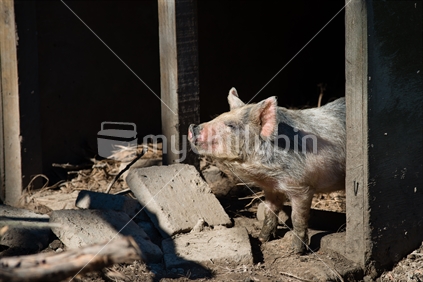 piglet standing in shelter