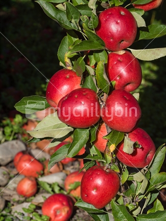 Branch of ripe apple crop damaged by Hail storm in Tasman District 