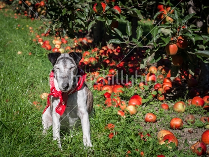 Old pedigree smooth fox terrier sitting in front of apple trees on orchard