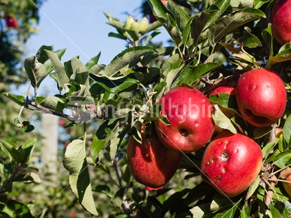Branch of ripe apple crop damaged by Hail storm in Tasman District 