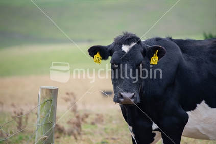 cow in misty paddock