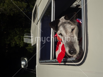 Elderly fox terrier looking out campervan window