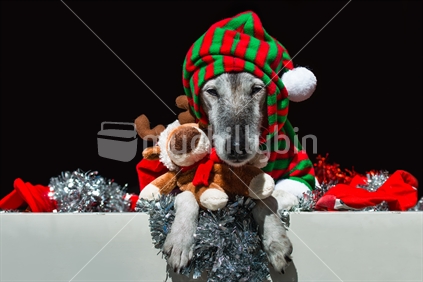 fox terrier in christmas costume with christmas decorations and toy