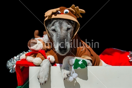 fox terrier in reindeer costume with Christmas decorations and toy