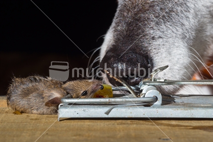 Old dog sniffing dead mouse in trap