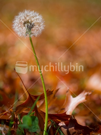 Dandelion in carpet of autumn leaves