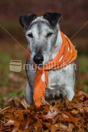 Old fox terrier standing in carpet of autumn leaves