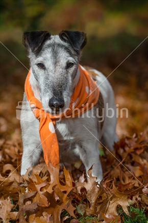 Old fox terrier standing in carpet of autumn leaves