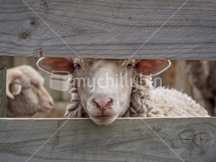 Sheep with chin resting on wooden fence