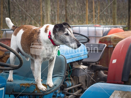 Dog on old Ford 300 Tractor on Apple Orchard in Lower Moutere with Massey Ferguson Tractor in background