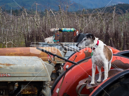 Dog on old Massey Ferguson Tractor on Apple Orchard in Lower Moutere