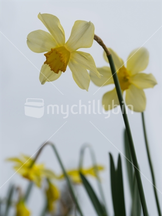 Daffodil flowers in garden 