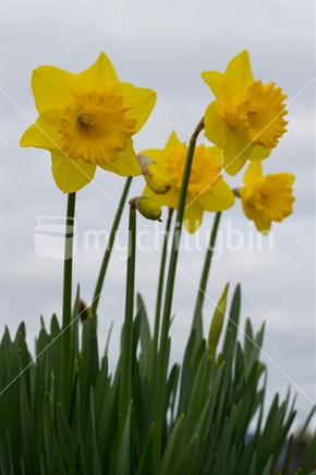 Daffodil flowers in garden 
