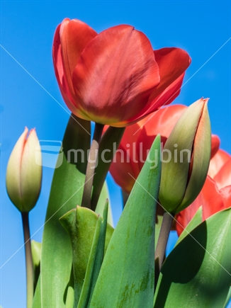 Flowering Tulips
