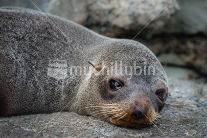 Seal on rocks beside ocean at Kaikoura