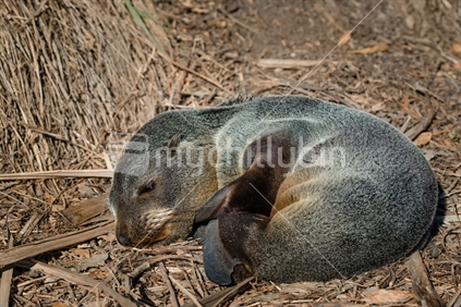 Baby seal pup sleeping Kaikoura