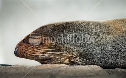 adult seal sleeping on rock edge in Kaikoura