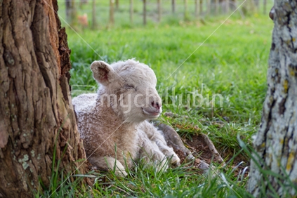 Young lamb resting beside tree