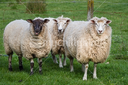 three sheep in paddock