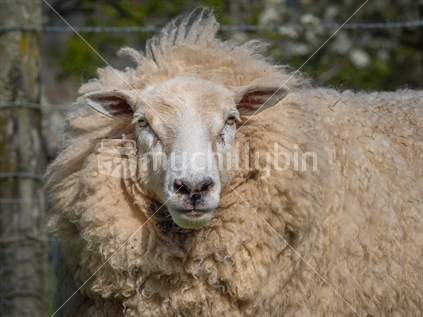 Adult ram sheep closeup