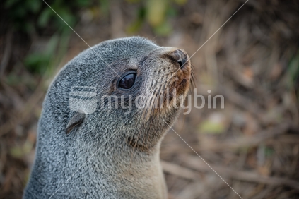 Young seal in bushes beside ocean in Kaikoura