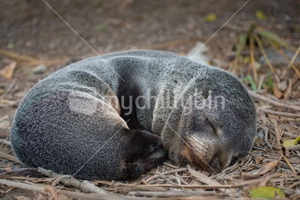young seal pup asleep