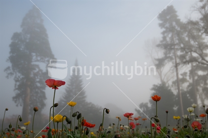 poppies at Isel Park in the fog