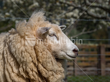 female adult sheep