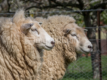 Pair of sheep on rural property