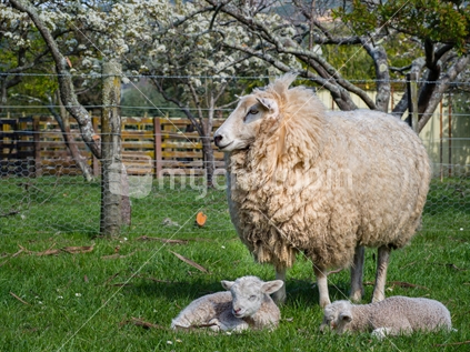 Sheep family on rural property in spring