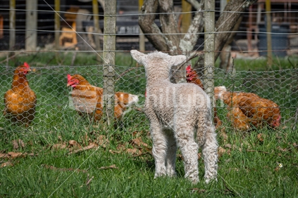 Young lamb looking through fence at chickens