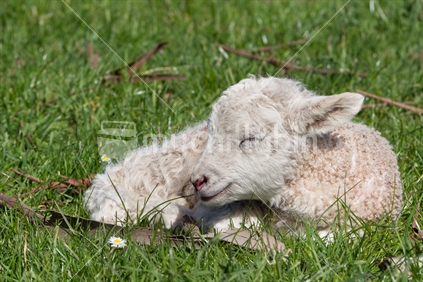  lamb sleeping in grass