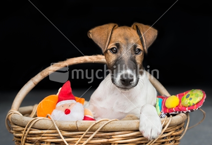 Fox Terrier puppy in basket with Christmas toys